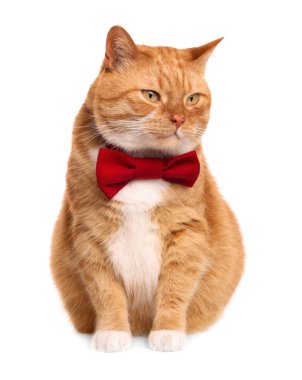 Kırmızı papyonlu şirin kedi beyaz üzerine izole edilmiş.