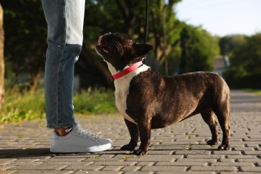 Güzel Fransız Bulldog 'uyla gezen bir kadın, yakın plan.