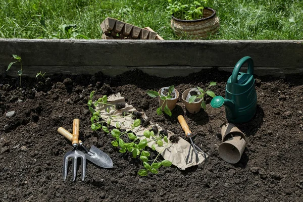 Muitas Mudas Diferentes Ferramentas Jardinagem Chão Livre — Fotografia de Stock