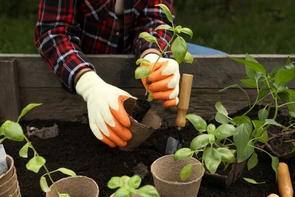 Woman Transplanting Seedling Container Soil Outdoors Closeup — Stock Photo, Image