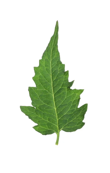 Один Зеленый Лист Помидора Черри Изолированный Белом — стоковое фото
