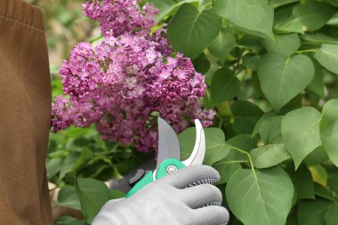 Gardener pruning lilac branch with secateurs outdoors, closeup