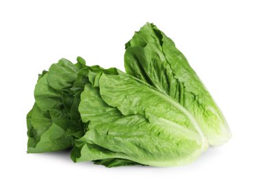Taze yeşil romaine marulları beyaz üzerine izole edilmiş.