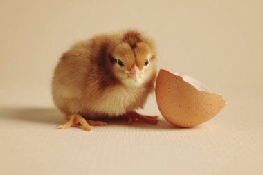 Sevimli piliç ve bej arka planda yumurta kabuğu, yakın plan. Yavru hayvan