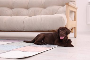 Evde halının üzerinde şirin bir Labrador Retriever köpeği var. Sevimli hayvan