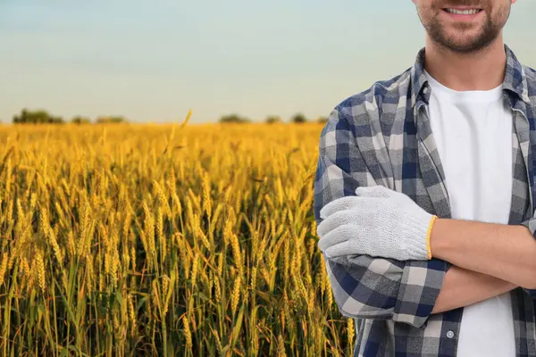Tarlada çapraz kollu, kendine güvenen çiftçi, yakın plan. Hasat mevsimi
