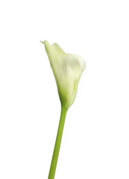 Schöne Calla Lilie Blume Auf Weißem Hintergrund — Stockfoto