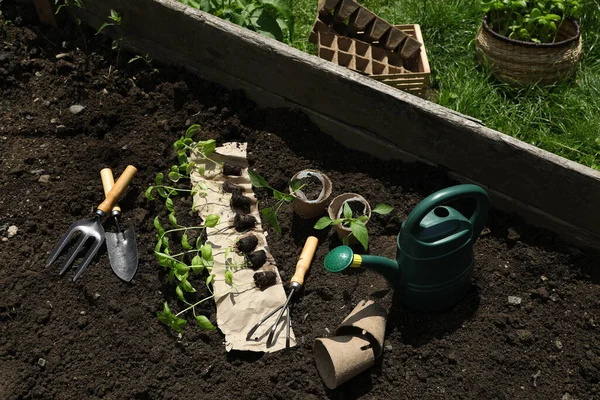 Muchas Plántulas Diferentes Herramientas Jardinería Suelo Aire Libre Por Encima —  Fotos de Stock