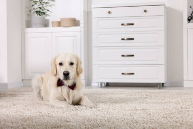 İçeride şık papyonlu şirin Labrador Retriever. Metin için boşluk