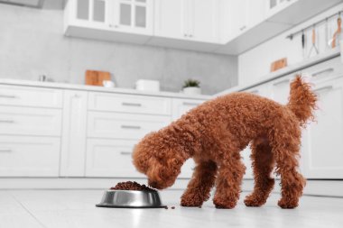 Mutfaktaki metal kaseden beslenen sevimli Maltipoo köpeği. Sevimli hayvan