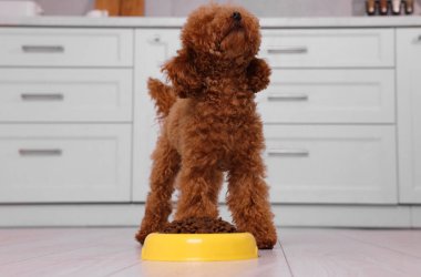 Mutfakta yerde kuru yiyeceklerle beslenme kabının yanında sevimli bir Maltipoo köpeği. Sevimli hayvan