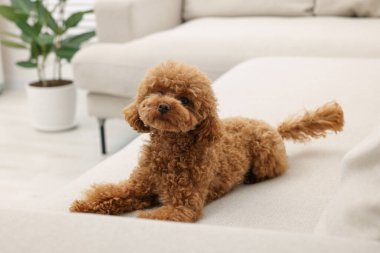 Evdeki rahat koltukta dinlenen sevimli Maltipoo köpeği. Sevimli hayvan