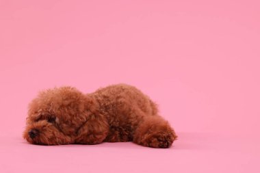 Pembe arka planda sevimli Maltipoo köpeği, mesaj için yer var. Sevimli hayvan