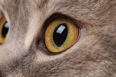 Cat, sol gözün makro fotoğrafı. Sevimli hayvan.
