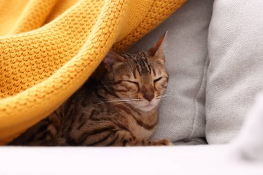 Evdeki kanepede uzanmış şirin Bengal kedisi, yakın plan. Sevimli hayvan.