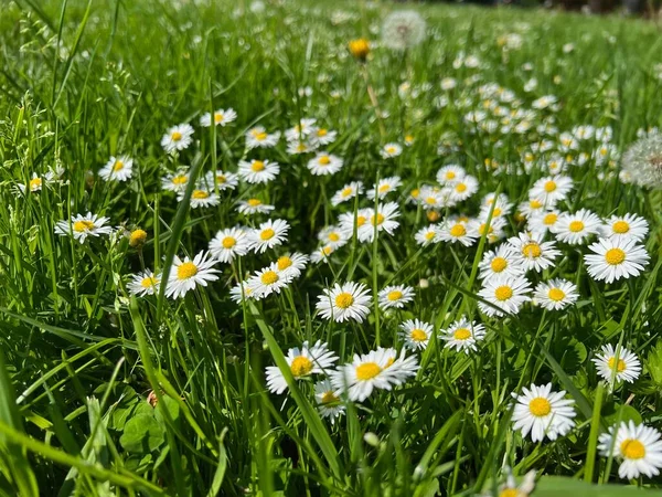 Piękne Białe Stokrotki Kwiaty Zielona Trawa Rośnie Łące — Zdjęcie stockowe