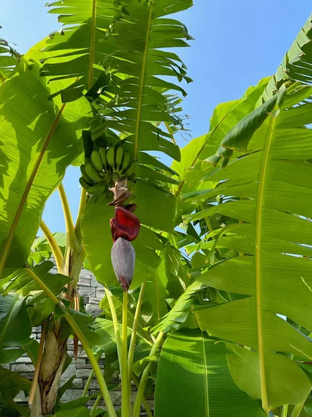 Тропічне Дерево Зеленим Листям Дозріванням Бананів Низький Кут Зору — стокове фото