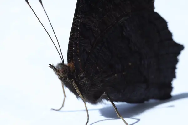 Μια Μαύρη Πεταλούδα Λευκό Φόντο Μακροσκοπική Προβολή — Φωτογραφία Αρχείου