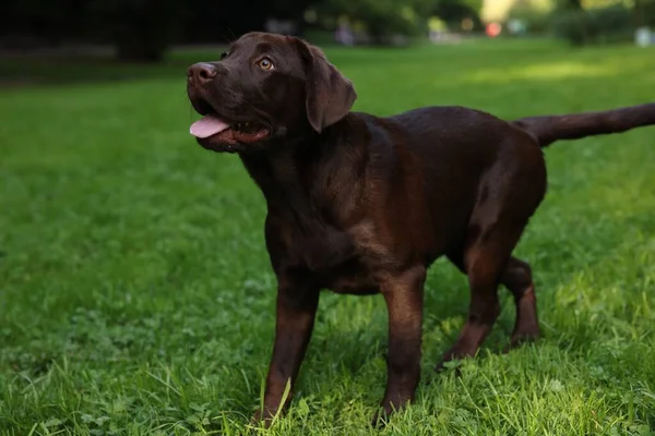 公園の緑の草 テキストのためのスペースのAdorableラブラドールのレトリーバーの犬 — ストック写真