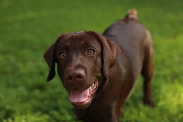 Bedårande Labrador Retriever Hund Parken Närbild — Stockfoto