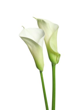 Beyaz arka planda güzel zambak çiçekleri