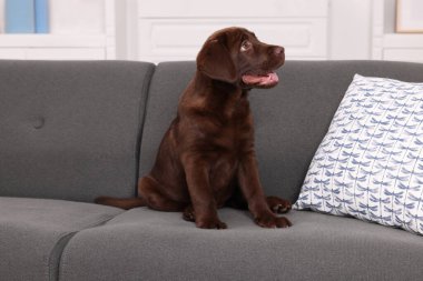 Evdeki kanepede şirin bir Labrador Retriever köpeği var. Sevimli hayvan