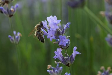 Bal arısı güzel lavanta çiçeklerinden nektar topluyor, yakın plan.