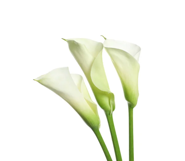 白い背景に美しいカラユリの花 — ストック写真