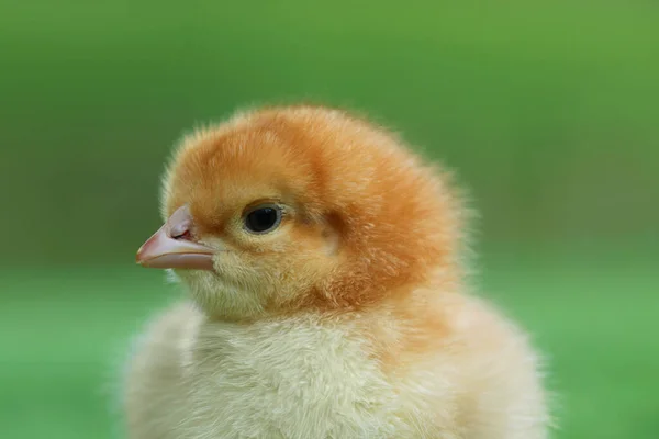 Cute Chick Blurred Background Outdoors Closeup Baby Animal — Stock Photo, Image