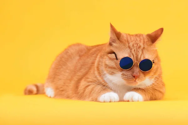 黄色背景 戴着时髦太阳镜的可爱生姜猫 — 图库照片