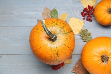 Şükran Günü. Gri ahşap masada balkabaklarıyla yassı bir kompozisyon vardı.