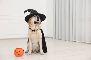 İçinde cadılar bayramı kovası olan siyah pelerinli ve şapkalı şirin Labrador Retriever köpeği. Metin için boşluk