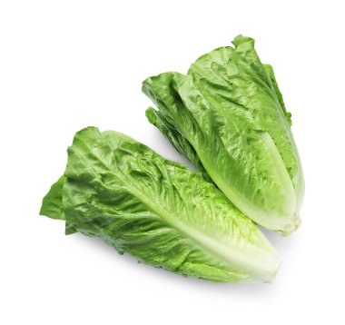 Taze yeşil romaine marulları beyaz, üst görünümde izole.