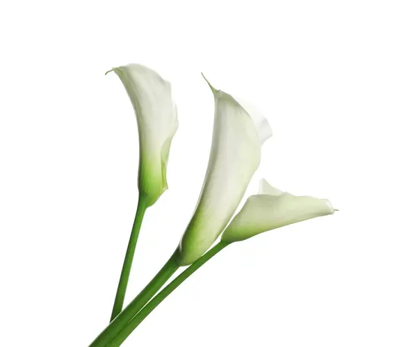 Жизнерадостные Цветы Белом Фоне — стоковое фото