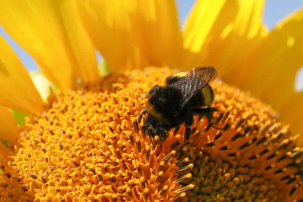 Bumblebee Recoger Néctar Girasol Aire Libre Primer Plano — Foto de Stock