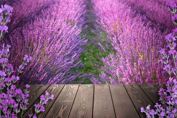 Holzdeck Inmitten Blühender Lavendelfelder Raum Für Text — Stockfoto