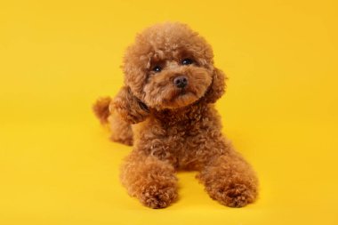 Turuncu arka planda sevimli bir Maltipoo köpeği. Sevimli hayvan