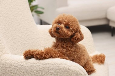 Evdeki koltukta dinlenen sevimli Maltipoo köpeği. Sevimli hayvan