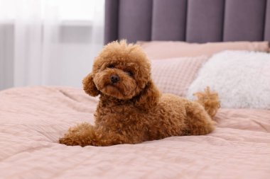Evdeki yumuşak yatakta tatlı bir Maltipoo köpeği. Sevimli hayvan