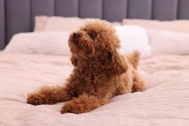 Yumuşak yatakta sevimli bir Maltipoo köpeği. Sevimli hayvan