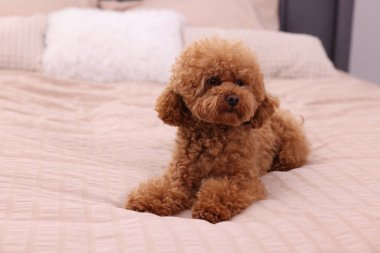 Tatlı Maltipoo köpeği yumuşak yatakta, mesaj için yer var. Sevimli hayvan