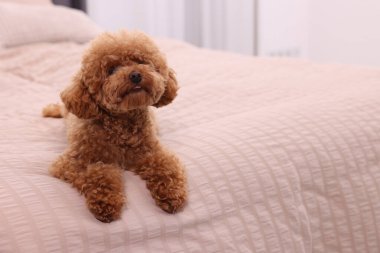 Evdeki yumuşak yatakta tatlı Maltipoo köpeği, mesaj için yer. Sevimli hayvan