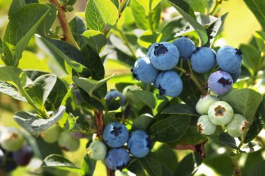Yabanmersinli çalılar, açık havada yetişen böğürtlenler, yakın plan.