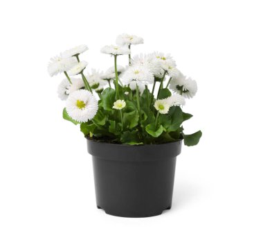 Güzel çiçek açan papatya çiçeği tencerede yalıtılmış beyaz