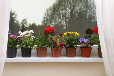 Pencerenin pervazında farklı güzel saksılar var.