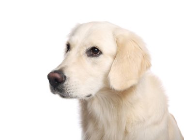 Beyaz arka planda şirin Labrador Retriever. Sevimli hayvan