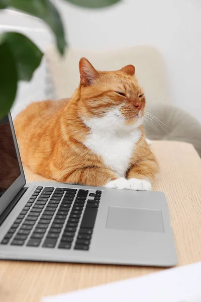Lindo Gato Acostado Escritorio Madera Cerca Computadora Portátil Casa —  Fotos de Stock