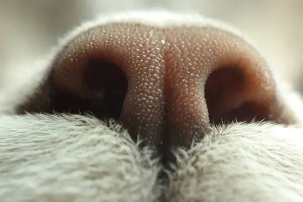 Cat Macro Photo Nose Cute Pet — Stock Photo, Image