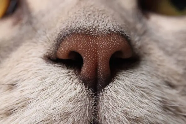 Katze Makrofoto Der Nase Nettes Haustier — Stockfoto