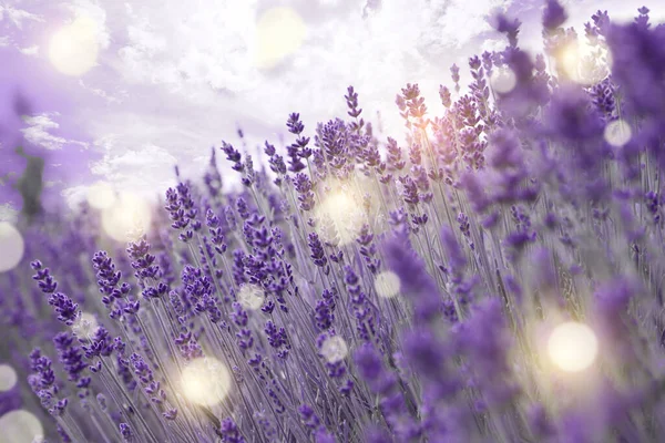 Beautiful Blooming Lavender Field Outdoors Closeup View Bokeh Effect — Stock Photo, Image